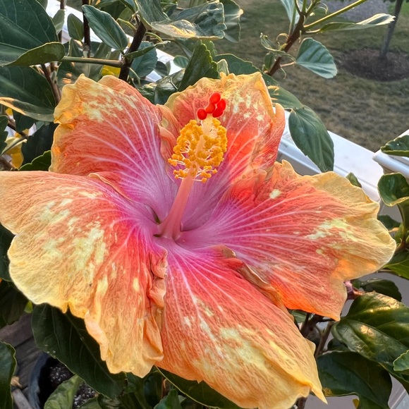 🌸 🌺 - Picture 2 of 16